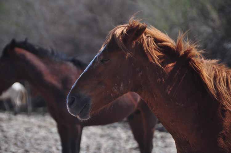 mustangs